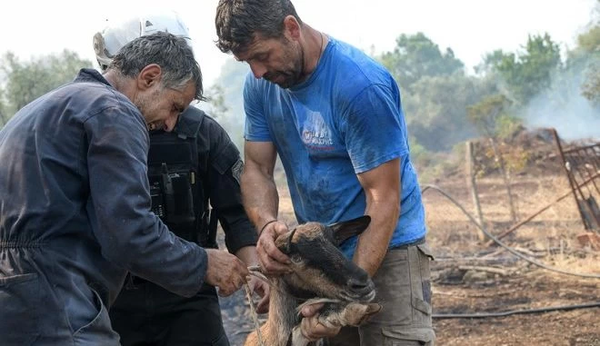 Φωτιά στην Εύβοια: Μάχη για να σωθούν οι άνθρωποι, αλλά και τα ζώα -Συγκλονιστικές εικόνες